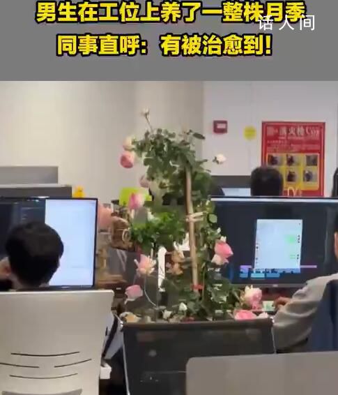 男生在工位上养了一整株月季 同事：有被治愈到