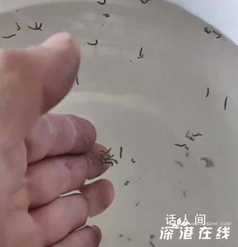 居民家中自来水出现大量虫子 经调查仅1户存在此情况
