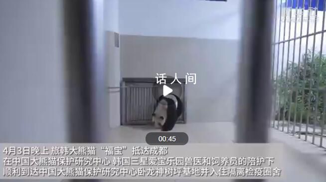 福宝在成都的家里嘎嘎炫饭 福宝小屋布满竹子笋笋苹果