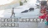 野猪攻击聋哑老人 村民驱赶