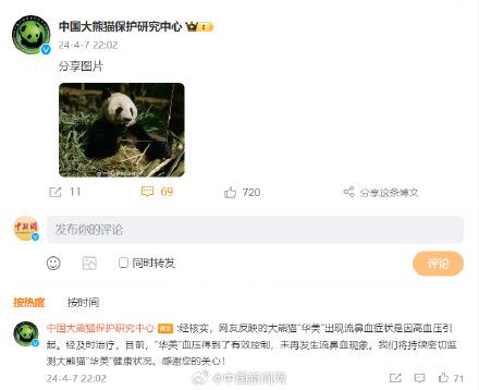 保护中心回应大熊猫华美流鼻血 目前已有效控制