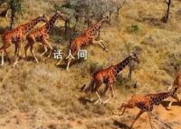 日全食令动物躁动不安:长颈鹿狂奔